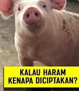 Apa Saja Yang Haram Dari Babi