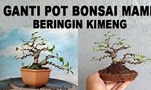 Bonsai Kimeng Mame Juara