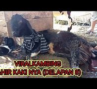 Kambing Melahirkan Kembar Normal Umur Berapa